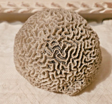 CABINET CURIOSITE ANCIEN