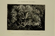 Gravure originale Fleuriste de
