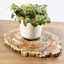 Superbe Grande tranche de bois