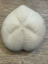 oursin fossile France