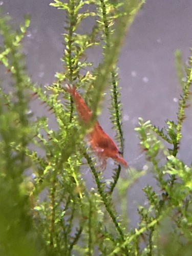 Crevettes red cherry - crevettes,