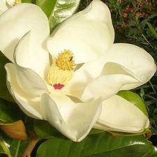 Magnolia grandiflora 'Galissoniensis' - Magnolia d'été Galissonnière