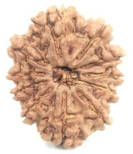 Super Collection 11 Mukhi