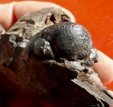 TRILOBITE DÉVONIEN DU LUXEMBOURG