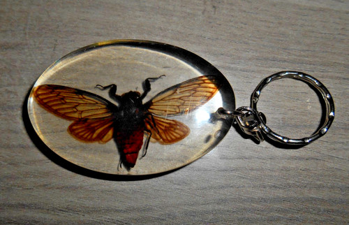 Porte clef insecte resine - insecte,
