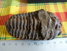 Trilobites fossiles