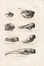 Cranium Skull Squelette Ornithorynque Pangolin Tatou Lithographie Brodtmann 1824