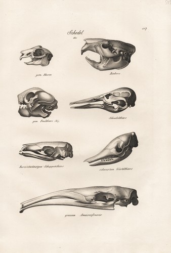 Cranium skull squelette - skull,