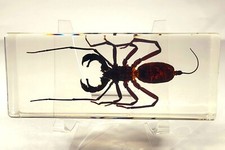 Large 4.3" Real Whip Scorpion