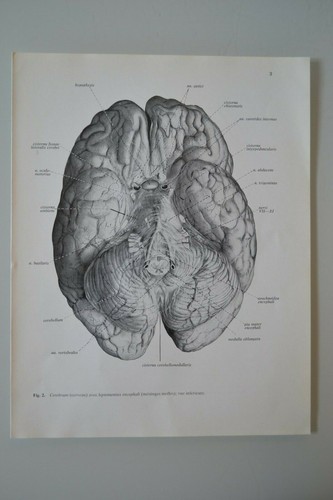 Planche anatomie humaine - d'anatomie,