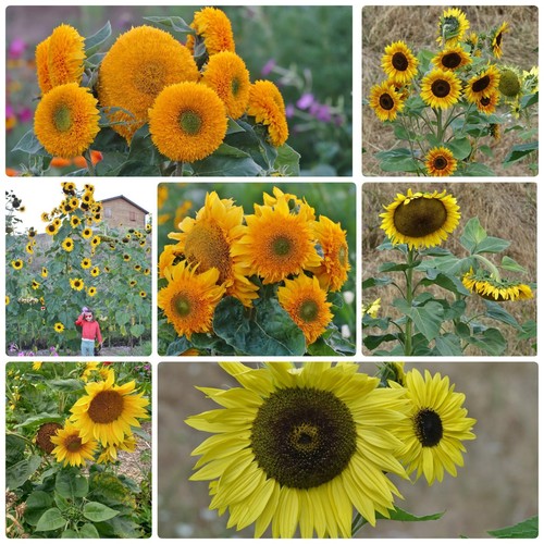 140 graines tournesols 7 - 140, de
