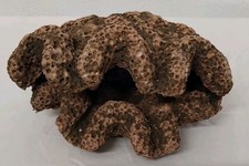 Roche Volcanique Aquarium - Décoration - Forme  Coquillage  (Réf : CH34)