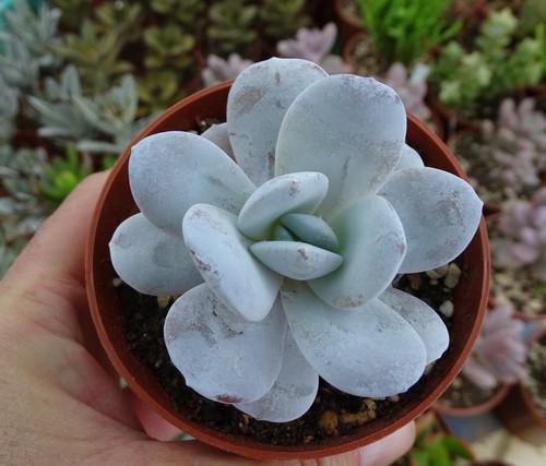 Echeveria laui plante grasse - echeveria,