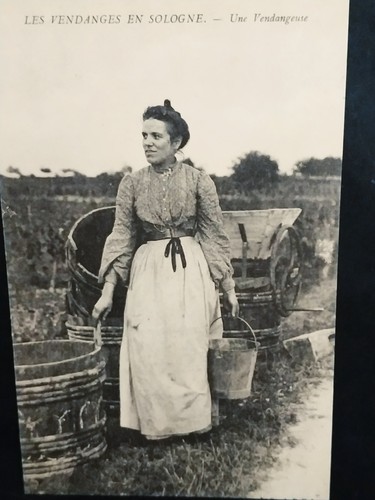 Sologne une vendangeuse - ".,