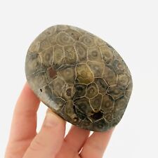 Fossile corail dévonien