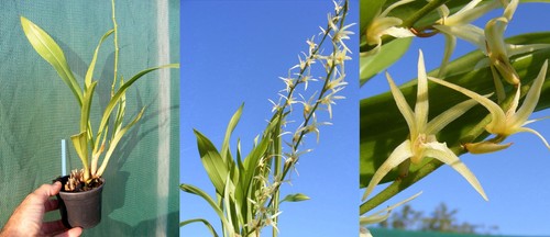 Eria javanica orchidée - javanica,,