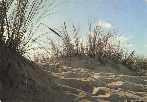 Linx les dunes - 40, l