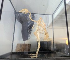 Squelette reconstitué d'oiseau 18e siecle