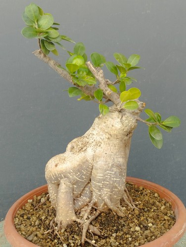 Bonsaï ficus 34x20 - , en