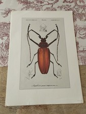 6 Planches Différentes De L Atlas D Orbigny