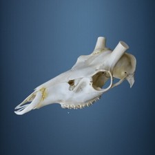 363SKU Crane de cerf, bois de