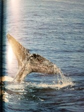 Les pieuvres diolé et