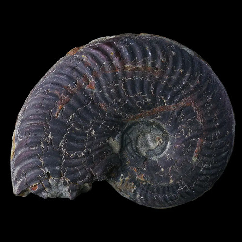 Harpoceras sp - ★☆,