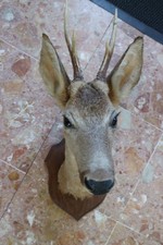 Trophee massacre tete de