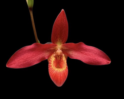 Gorgeous vibrant hybrid - hybrid,