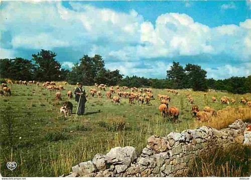 Carte postale animaux - postale,