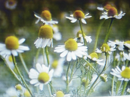 2500 graines fleurs - 2500,