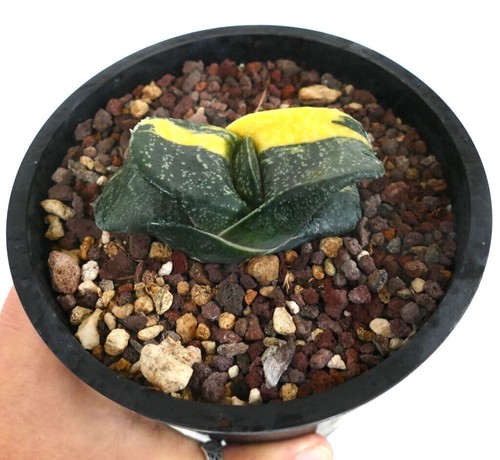 Gasteria armstrongii rio - armstrongii, cv