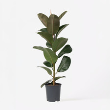Caoutchouc - Ficus Elastica 'Robusta' - Hauteur 75-100cm - ⌀24cm