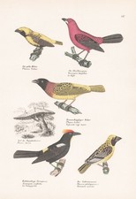 Tangara Tangara Du Brésil