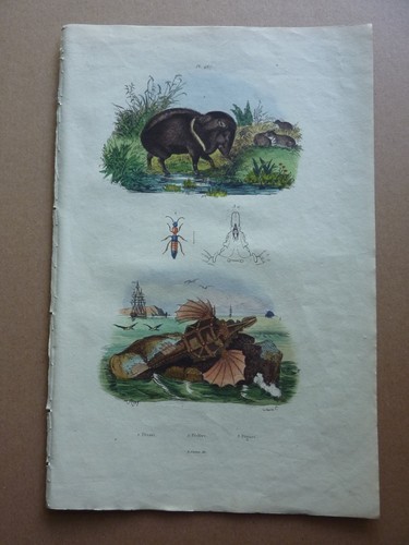Gravure couleurs xixe - ,