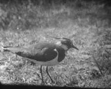 Le vanneau (1954) Doc