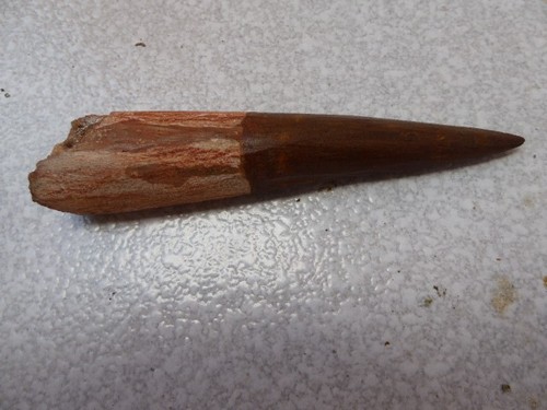 Dent fossilisee spinosaurus - dent,