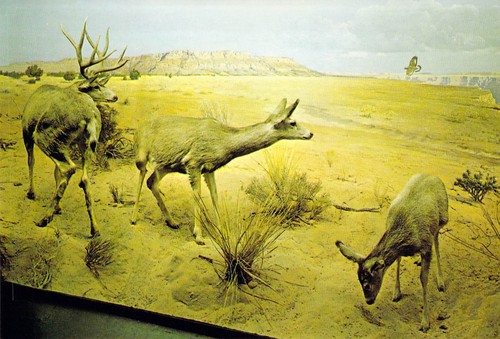 1977 peabody museum - museum, kaibab