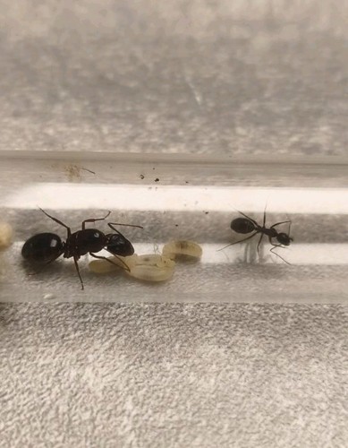 Fourmis camponotus ligniperda