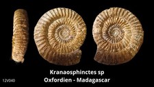  ammonite Kranaosphinctes Sp 