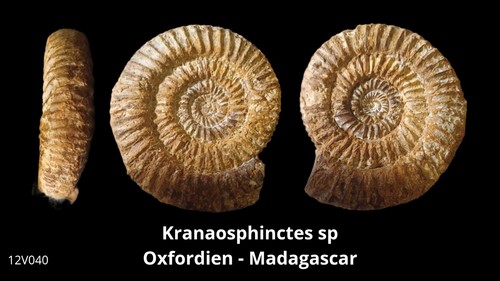 Ammonite kranaosphinctes - kranaosphinctes, sp