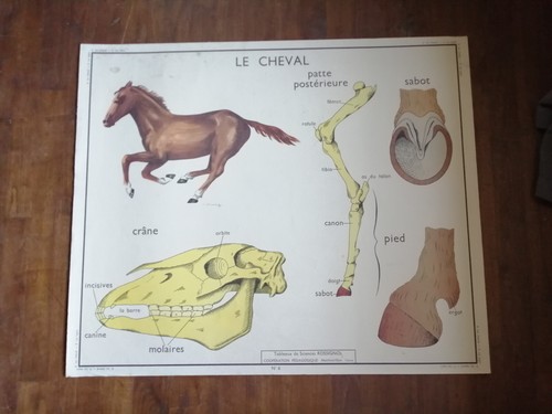 Affiche scolaire rossignol - scolaire,