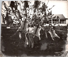 Chasse, peaux de guépards