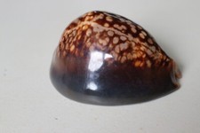 collection coquillage CYPRAEA MAURITIA MAURITIANA PORCELAINE 78mm MADAGASCAR