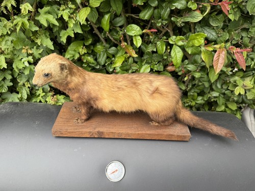 Taxidermie martre fouine - ,