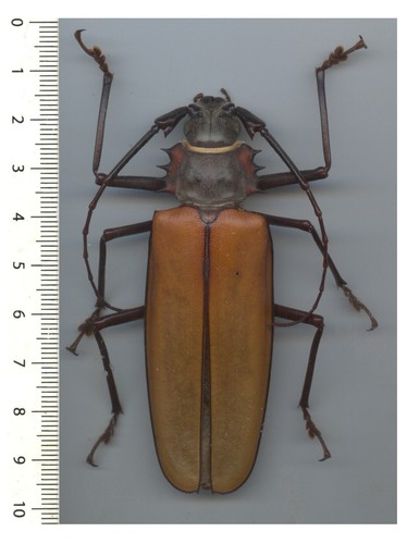 Cerambycidae callipogon - cerambycidae,