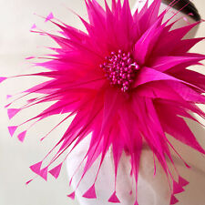 Coloré Plumes Fascinant