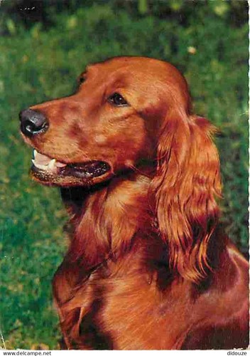 Carte postale animaux - carte,