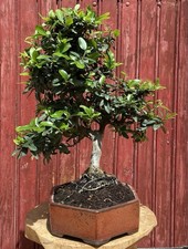 Bonsaï pyracantha coccinea - bonsaÏ,