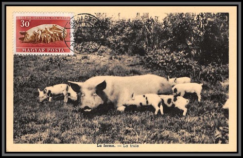 56826 987 cochon - 56826,